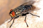 Skuteczna walka z letnimi owadami [© rmayorga - Fotolia.com]