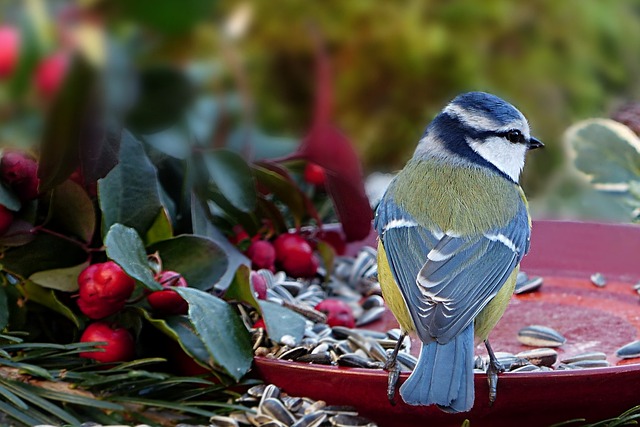 piew ptakw poprawia samopoczucie psychiczne na wiele godzin  [fot. Christiane from Pixabay]