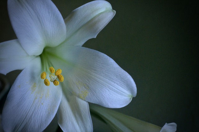 Uwaga na lilie wielkanocne - s miertelnie niebezpieczne dla kotw [fot. Maurisa Mayerle from Pixabay]