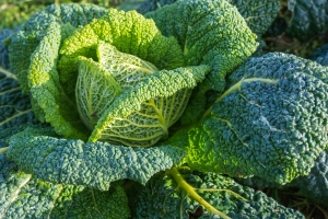Warzywa kapustne chroni przed zawaami i udarami [Fot. Tobias - Fotolia.com]