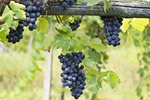 Winogrona zwizane ze zdrowszymi wzorcami ywieniowymi [© ueuaphoto - Fotolia.com]