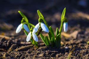 Wiosna 2020 - w tym roku bez radosnych powita [© andrey7777777 - Fotolia.com]