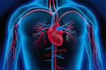 Wirtualne serce pozwala pogbi wiedz o powszechnej chorobie [© psdesign1 - Fotolia.com]
