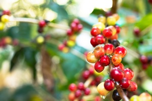 Wycig z ziaren kawy pomaga kontrolowa poziom cukru [© prajit48 - Fotolia.com]