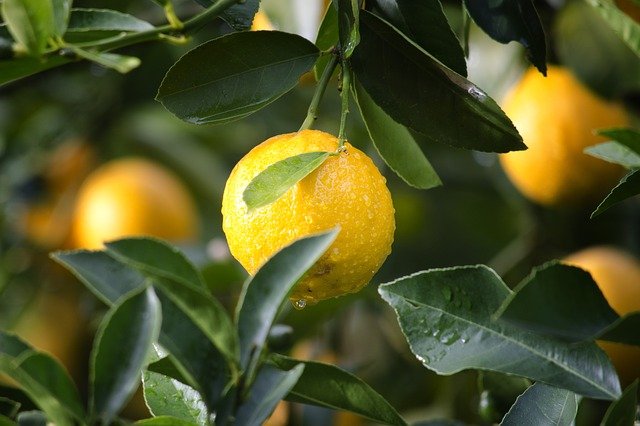 Zapach cytryny pomaga si lepiej oceni wasny wygld  [fot. Pexels from Pixabay]