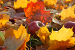 Zdrowy jesienny life style [© Usbek - Fotolia.com]