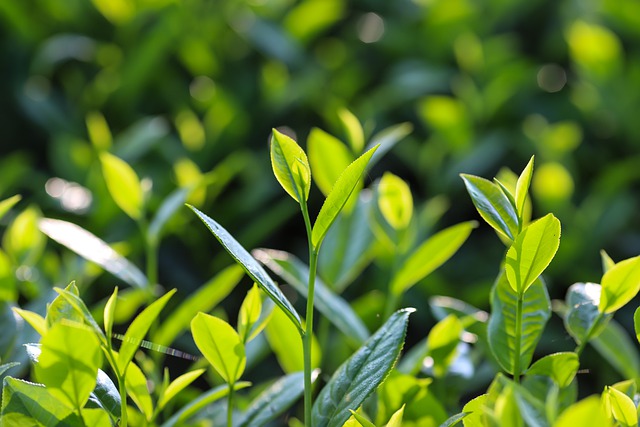 Zielona herbata odmadza skr [fot. Son Hoa Nguyen from Pixabay]