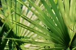 Zioa w subie zdrowiu: palma sabaowa na kopoty z prostat [© Michael Roush - Fotolia.com]
